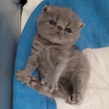 chaton Exotic Shorthair blue Bébé bleu Mya Chatterie Katzarolli