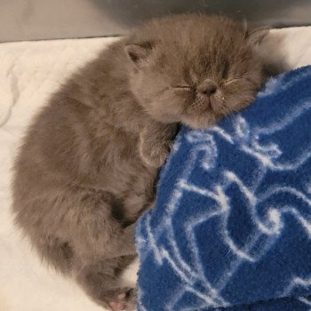 chaton Exotic Shorthair blue Bébé bleu Mya Chatterie Katzarolli