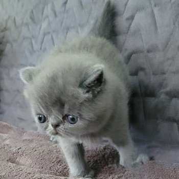 chaton Exotic Shorthair blue Bébé bleu Mya Chatterie Katzarolli