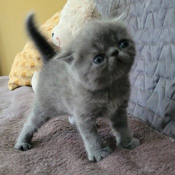 chaton Exotic Shorthair blue Bébé bleu Mya Chatterie Katzarolli