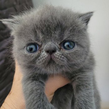 chaton Exotic Shorthair blue Bébé bleu Mya Chatterie Katzarolli