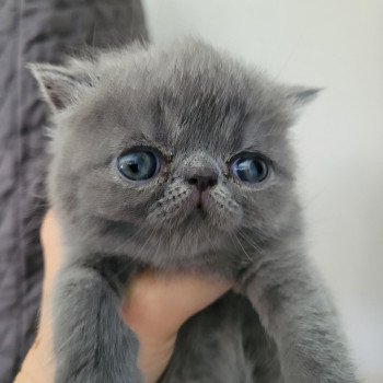 chaton Exotic Shorthair blue Bébé bleu Mya Chatterie Katzarolli