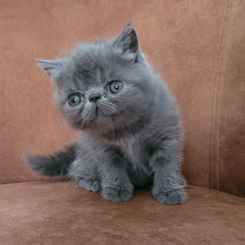 Ulala Femelle Exotic Shorthair Ulala Femelle Exotic Shorthair
