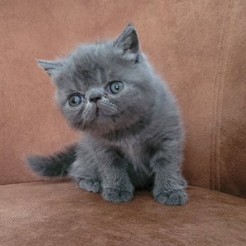 chaton Exotic Shorthair blue Bébé bleu Mya Chatterie Katzarolli