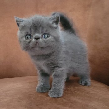 chaton Exotic Shorthair blue Bébé bleu Mya Chatterie Katzarolli