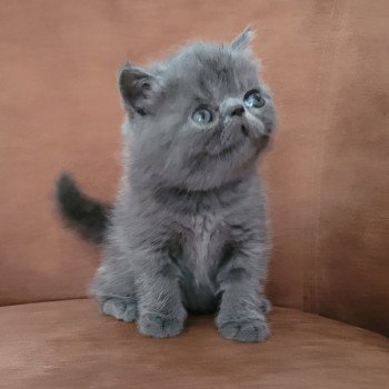 chaton Exotic Shorthair blue Bébé bleu Mya Chatterie Katzarolli