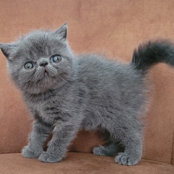 chaton Exotic Shorthair blue Bébé bleu Mya Chatterie Katzarolli