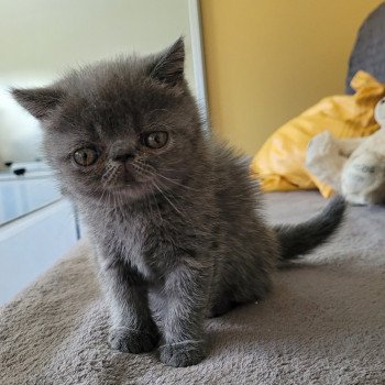 chaton Exotic Shorthair blue Bébé bleu Mya Chatterie Katzarolli