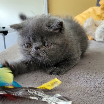 chaton Exotic Shorthair blue Bébé bleu Mya Chatterie Katzarolli