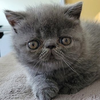 chaton Exotic Shorthair blue Bébé bleu Mya Chatterie Katzarolli