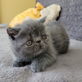 chaton Exotic Shorthair blue Bébé bleu Mya Chatterie Katzarolli