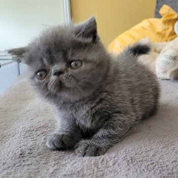 chaton Exotic Shorthair blue Bébé bleu Mya Chatterie Katzarolli