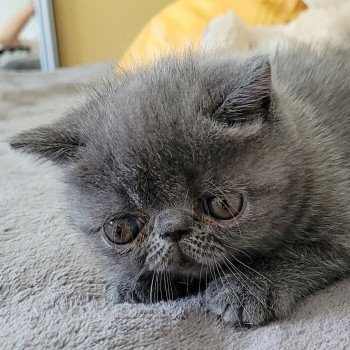 chaton Exotic Shorthair blue Bébé bleu Mya Chatterie Katzarolli