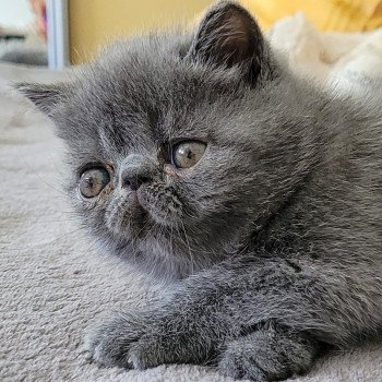 chaton Exotic Shorthair blue Bébé bleu Mya Chatterie Katzarolli