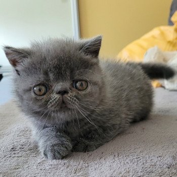 chaton Exotic Shorthair blue Bébé bleu Mya Chatterie Katzarolli