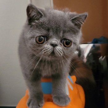 chaton Exotic Shorthair blue Bébé bleu Mya Chatterie Katzarolli