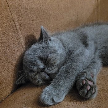 chaton Exotic Shorthair blue Ulala Chatterie Katzarolli