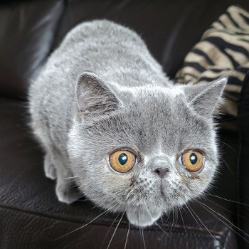 chaton Exotic Shorthair blue Ulala Chatterie Katzarolli