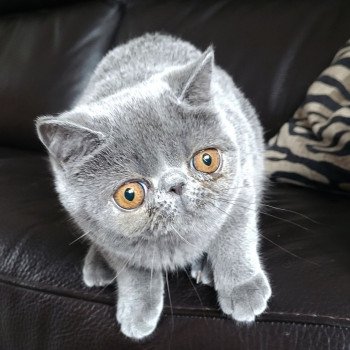 chaton Exotic Shorthair blue Ulala Chatterie Katzarolli