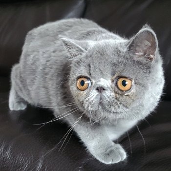 chaton Exotic Shorthair blue Ulala Chatterie Katzarolli