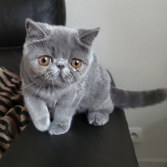 Ulala Femelle Exotic Shorthair