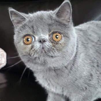 chaton Exotic Shorthair blue Ulala Chatterie Katzarolli