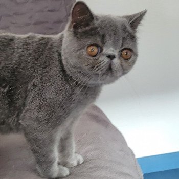 chaton Exotic Shorthair blue Ulala Chatterie Katzarolli