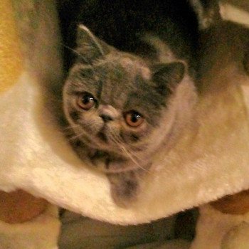 chaton Exotic Shorthair blue Ulala Chatterie Katzarolli