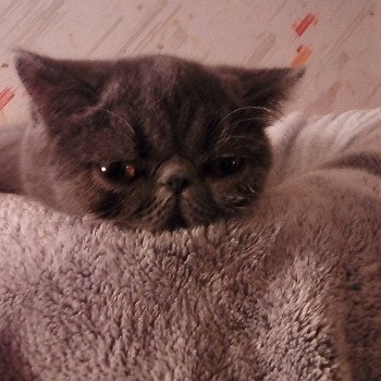 chaton Exotic Shorthair blue Ulala Chatterie Katzarolli