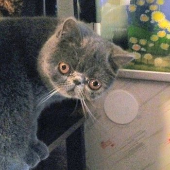 chaton Exotic Shorthair blue Ulala Chatterie Katzarolli