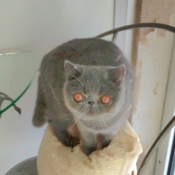 chaton Exotic Shorthair blue Ulala Chatterie Katzarolli