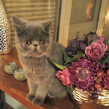 chaton Exotic Shorthair blue Ulala Chatterie Katzarolli