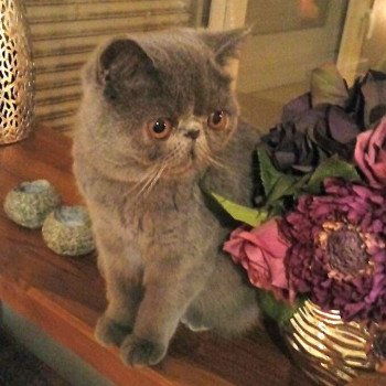 chaton Exotic Shorthair blue Ulala Chatterie Katzarolli