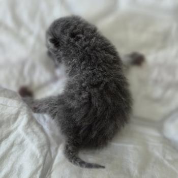chaton Exotic Shorthair blue spotted tabby BB BLEU Chatterie Katzarolli