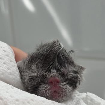 chaton Exotic Shorthair blue spotted tabby BB BLEU Chatterie Katzarolli