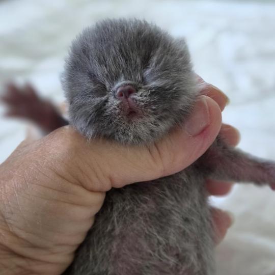 B... Mâle Exotic Shorthair