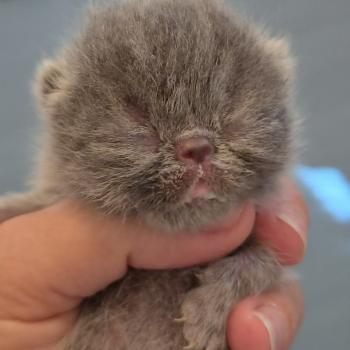 chaton Exotic Shorthair blue spotted tabby BB BLEU Chatterie Katzarolli