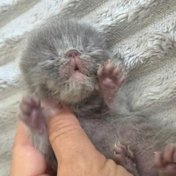 chaton Exotic Shorthair blue spotted tabby B... Chatterie Katzarolli
