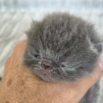 chaton Exotic Shorthair blue spotted tabby B... Chatterie Katzarolli