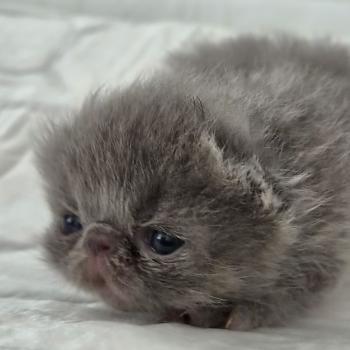 chaton Exotic Shorthair blue spotted tabby B... Chatterie Katzarolli