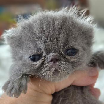 chaton Exotic Shorthair blue spotted tabby B... Chatterie Katzarolli