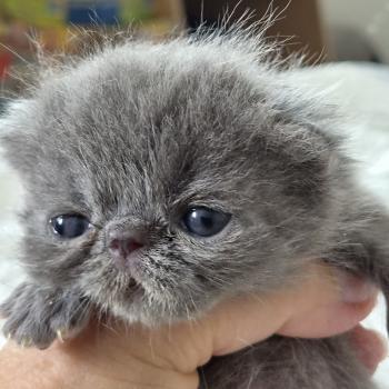 chaton Exotic Shorthair blue spotted tabby B... Chatterie Katzarolli