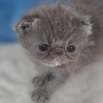 chaton Exotic Shorthair blue spotted tabby B... Chatterie Katzarolli