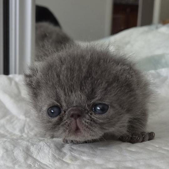 B... Mâle Exotic Shorthair