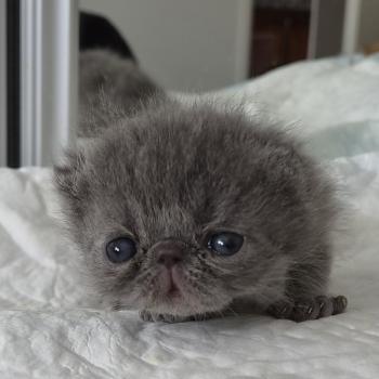 chaton Exotic Shorthair blue spotted tabby B... Chatterie Katzarolli