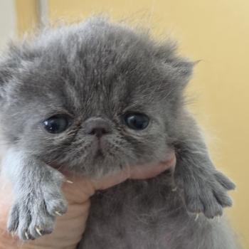 chaton Exotic Shorthair blue B... Chatterie Katzarolli