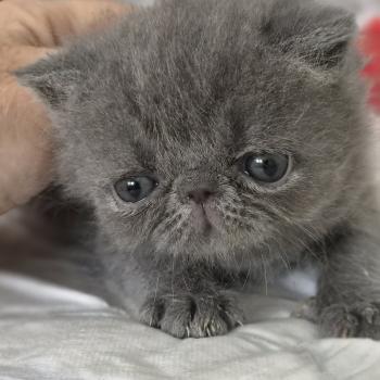 chaton Exotic Shorthair blue B... Chatterie Katzarolli