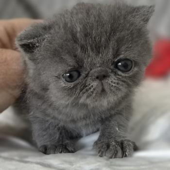 chaton Exotic Shorthair blue B... Chatterie Katzarolli