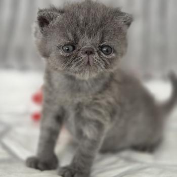 chaton Exotic Shorthair blue B... Chatterie Katzarolli