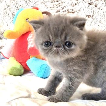 chaton Exotic Shorthair blue B... Chatterie Katzarolli